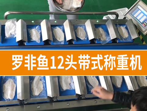 羅非魚12頭帶式稱重機